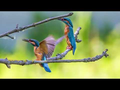 Opwekking 788 Wees welkom