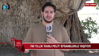 ASIRLIK ÇINAR TARİHE MEYDAN OKUYOR: 700 YILLIK KANLI PELİT AĞACI