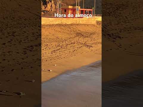 Praia de Taltal - Chile #gaivotas #taltal #chile #nortedechile