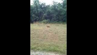 preview picture of video 'Friendly Playful Fox at Blue Marsh Lake, Berks, PA'