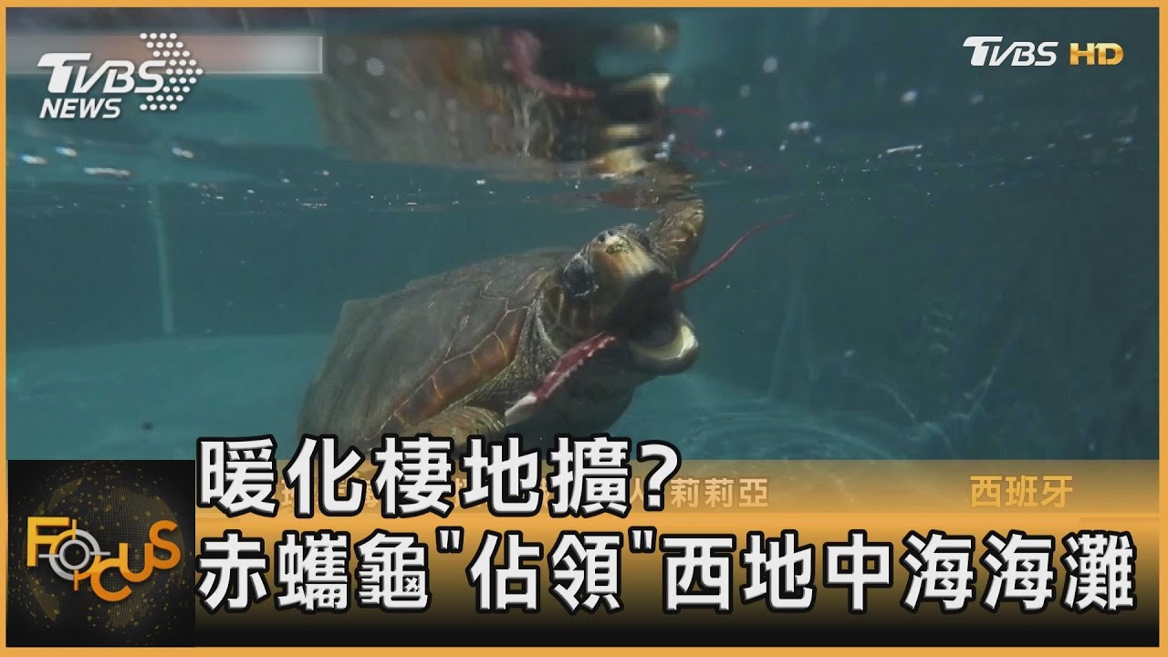 暖化棲地擴?赤蠵龜「佔領」西地中海海灘