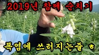 참깨농사 참깨순자르기 참깨순치는 이유에 대해서 이야기 해보았습니다 Sesame farming