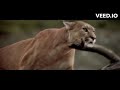 Dash Berlin Never Cry Again When You Come Home To Me Vs Wild Life And Funny Cartoon