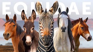 All 9 Equid Species & 9 Beautiful Wild Horses