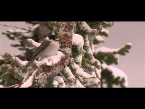 Mountain Moment: Gray Jay
