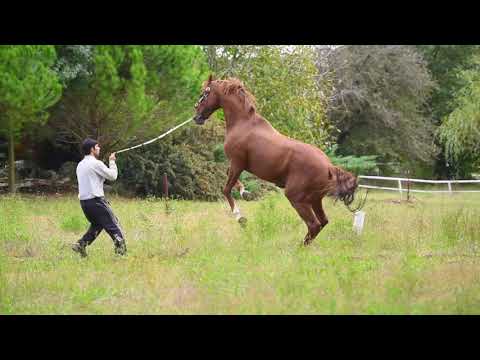 ALL THE GOOD - AYGIR TANITIMI