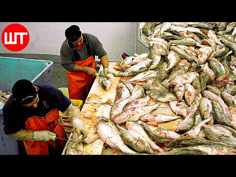 How Salted Codfish Is Made | Modern Cod Fishing Technology | Food Factory
