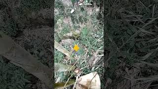 Download lagu suara burung kacer air di alam liar mp3 Download lagu suara burung kacer air di alam liar mp3