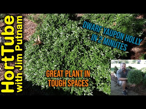Dwarf Yaupon Holly in 2 Minutes - Best Plant For Tough Conditions