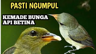 Download lagu Suara pikat kemade bunga api beti pemanggil terbukti ampuh mp3