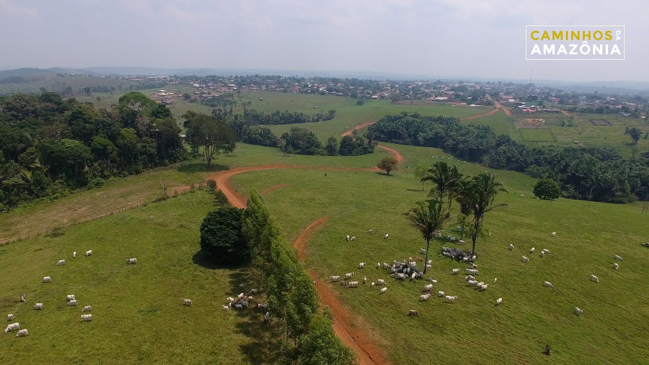 CAMINHOS DA AMAZÔNIA APUI - PECUÁRIA E REFLORESTAMENTO