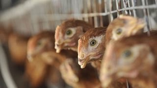 Bird Flu: How to Contain the Latest Outbreak