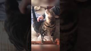 #cat #cute #catvideo #cutecat #funnyvideo #funny