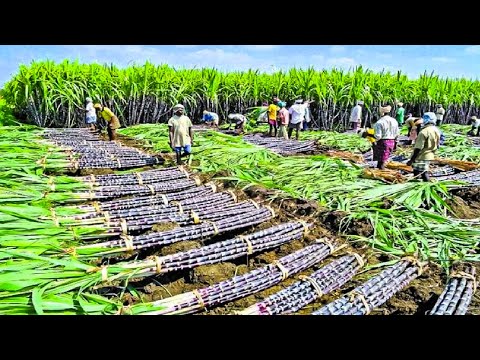Growing and Harvesting Billions Tons of Sugarcane to make Sugar - Sugar Processing Line in Factory
