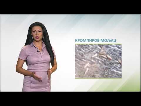 Zelena prognoza 22.8.2016 - O krompirovom moljcu