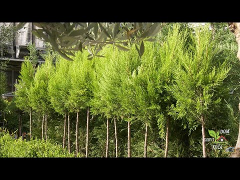 LEJLANDSKI ČEMPRES - GUSTA I OTPORNA ŽIVA OGRADA