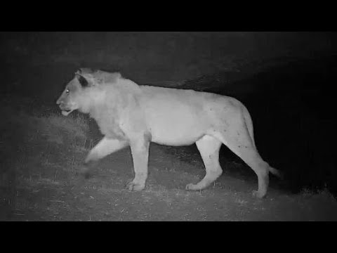Djuma: Lion-Mhangeni male quinches his thirst - 22:41 - 09/14/19