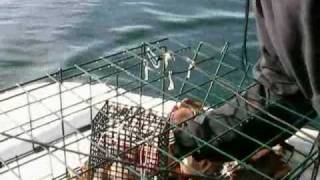 preview picture of video 'Crab Fishing in the Puget Sound off of Orca's Island'