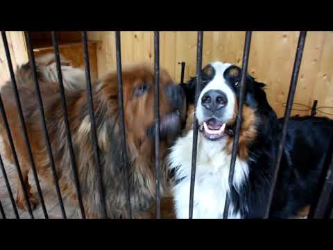 «Это враньё! Мои собаки не могли никого покусать»