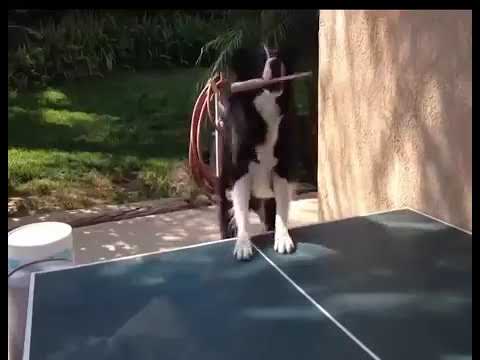 🤭😺Best funny and cute cat videos compilation #cat_videos