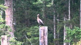 Cormorant in the rain