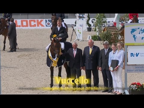 Hannoveraner Springpferde-Championat 2016 - Fünfjährige Pferde