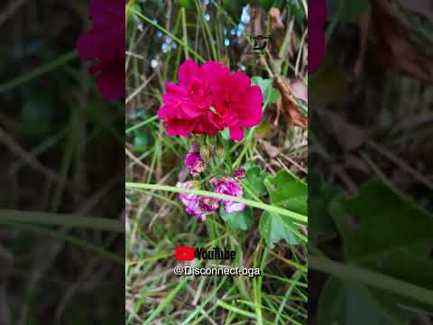 Sogamoso -Boyaca / Condominio Santa María del Campo  #disconnectbga  #boyacacolombia #dji #Sogamoso