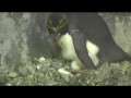 Macaroni Penguin Egg at the Tennessee Aquarium ...