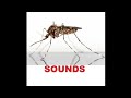 Mosquito Sound Effects with drawing