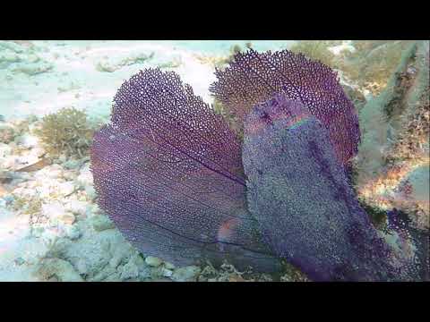 Снорклинг в Бока-Чика