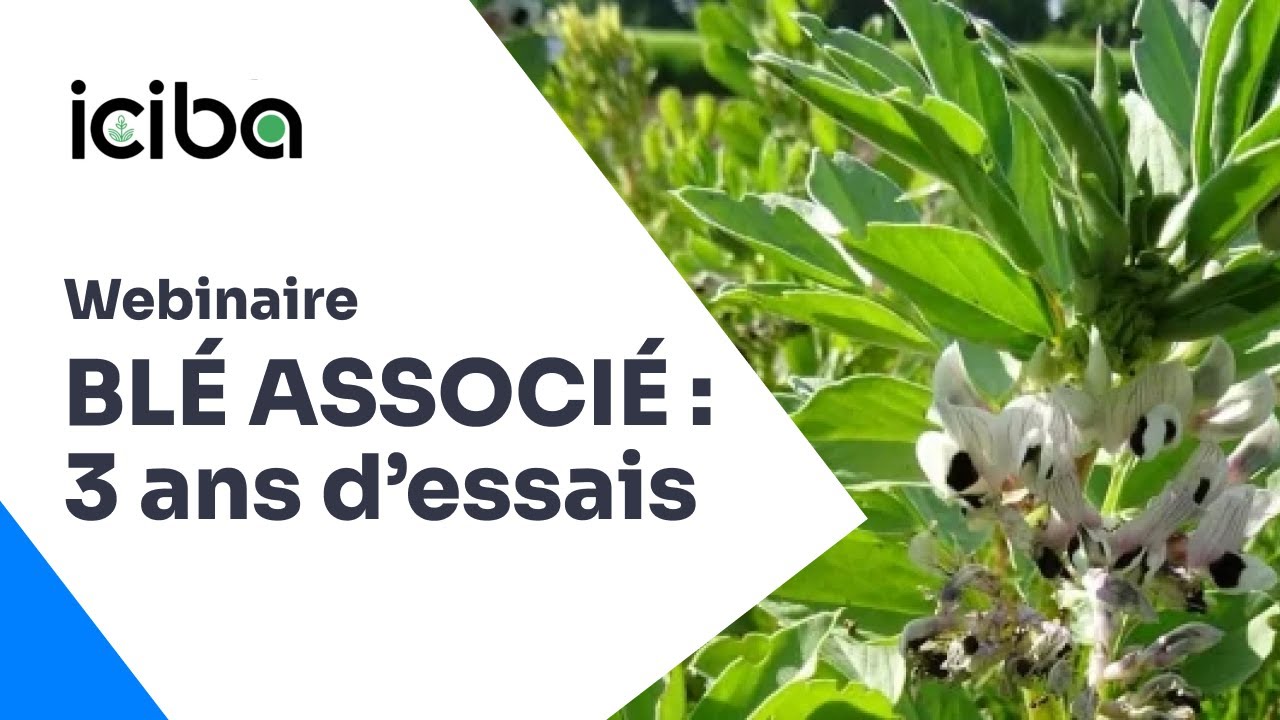 Blé associé contre les ravageurs d'automne : retour de 3 ans d'essais