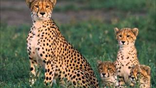 Endangered Cheetahs