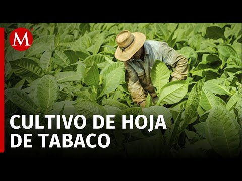 Más de 15 mil jornaleros llegan todos los años a Nayarit para cortar la hoja de tabaco