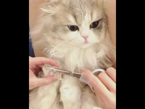 ハミ毛ちゃんcut ✂︎✧ cutting the hair between cat's toes / Scottish fold cat trim