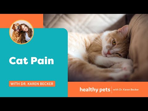 Dr. Becker Discusses Cat Pain