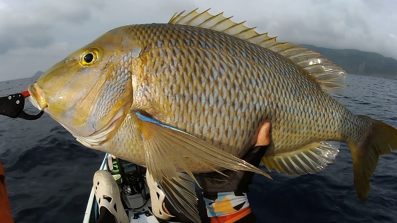 Big Spangled Emperor on the kayak
