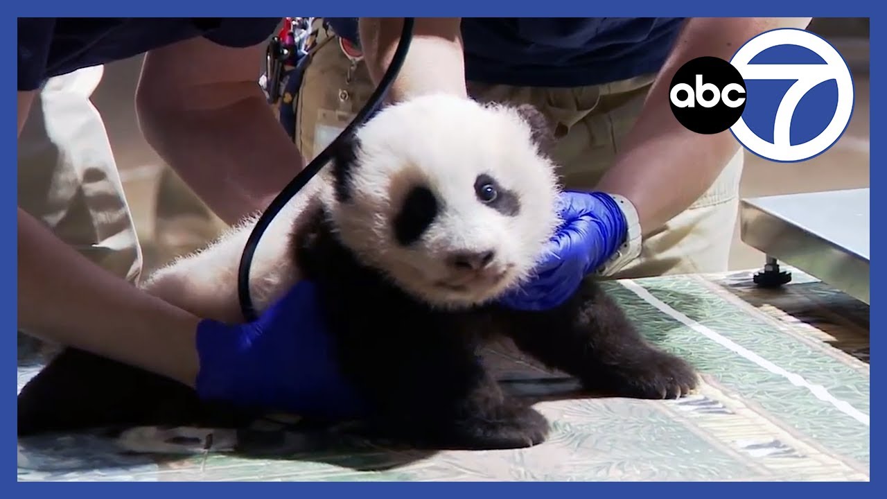 WATCH: Panda cub checkup and Q&A at the National Zoo