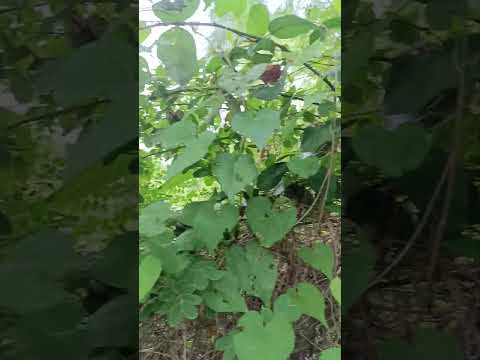 La reintroducción del cocodrilo cubano en la Ciénaga de Zapata.