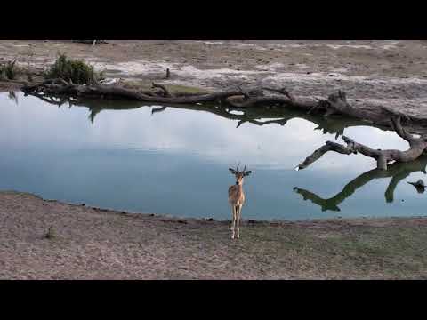 Djuma: Hosana male leopard watching a young male Impala as it gets a drink - 05:16 - 11/25/18