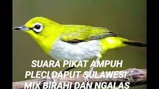 Download lagu SUARA PIKAT PALING AMPUH PLECI DAPUT SULAWESI TENGGARA, MIX SUARA BIRAHI DAN NGALAS mp3 Download lagu SUARA PIKAT PALING AMPUH PLECI DAPUT SULAWESI TENGGARA, MIX SUARA BIRAHI DAN NGALAS mp3