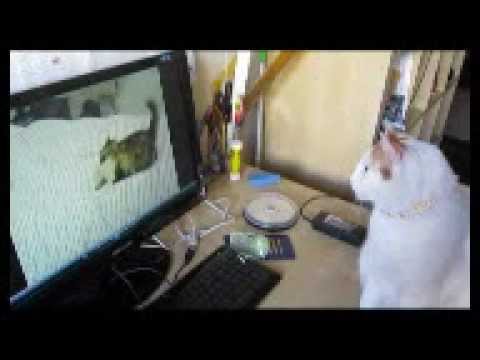 CAT RECOGNIZES ON PHOTO AND VIDEO HIS DEAD CAT-FRIEND