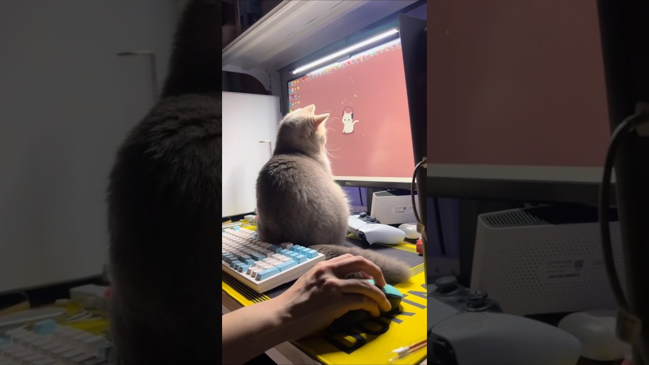 This Smart Cat Can Imitate Everything!