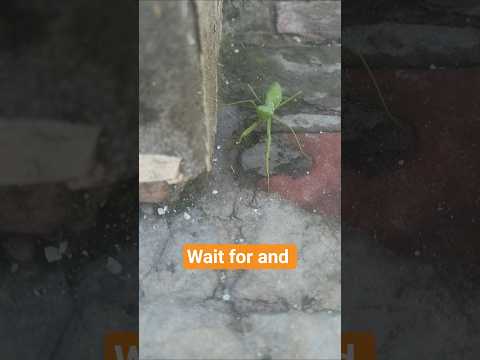 wait for and 🐛🐛 #shorts #insects #nature #trending #viral