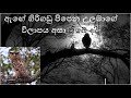 Sound Of The Forest Eagle Owl උලමාගේ ඇත්ත ම හඬ Wilpattu Forests