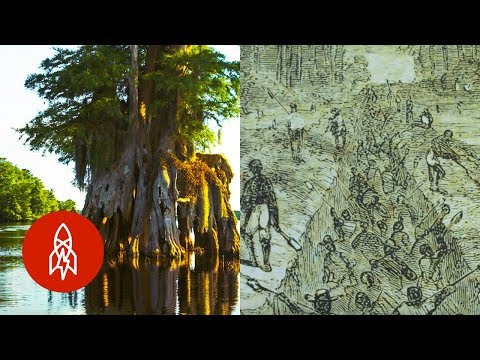 Thumbnail for The Great Dismal Swamp