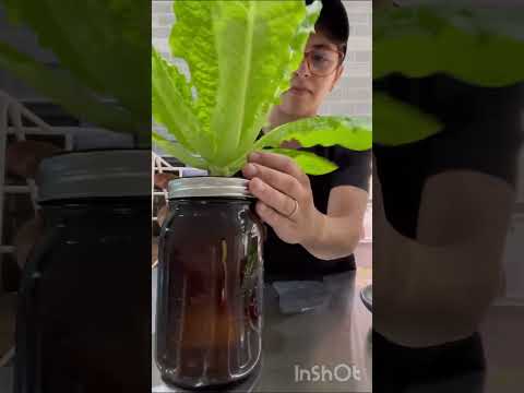 Hydroponic Mason Jar- First Harvest