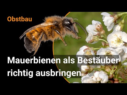 , title : 'Mauerbienen für eine erfolgreiche Bestäubung in geschlossenen Kirschen-Anlagen (BioFruitNet)'