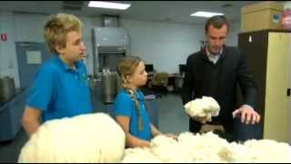 Dyeing Merino Wool - All About Animals TV Show