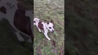 Video preview image #1 American Pit Bull Terrier-Unknown Mix Puppy For Sale in Polson, MT, USA