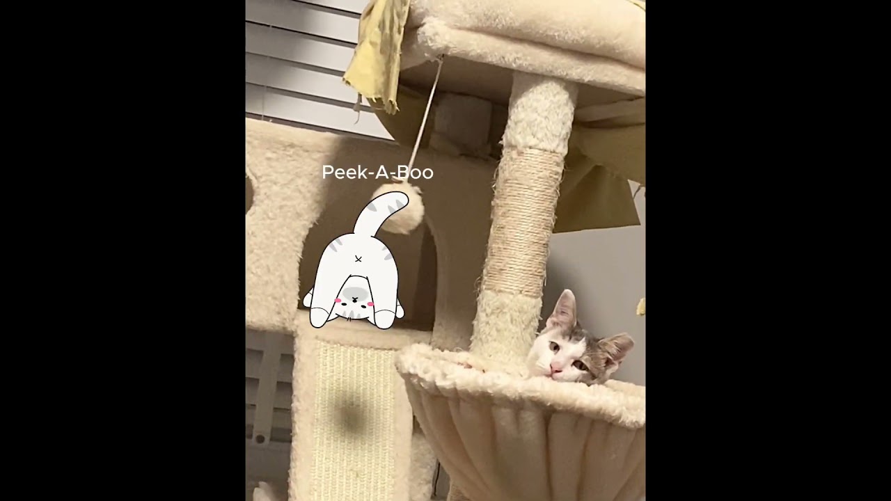 Enlarge Taffy, a ADOPTABLE Domestic Short Hair in Durham, NC video 6/6